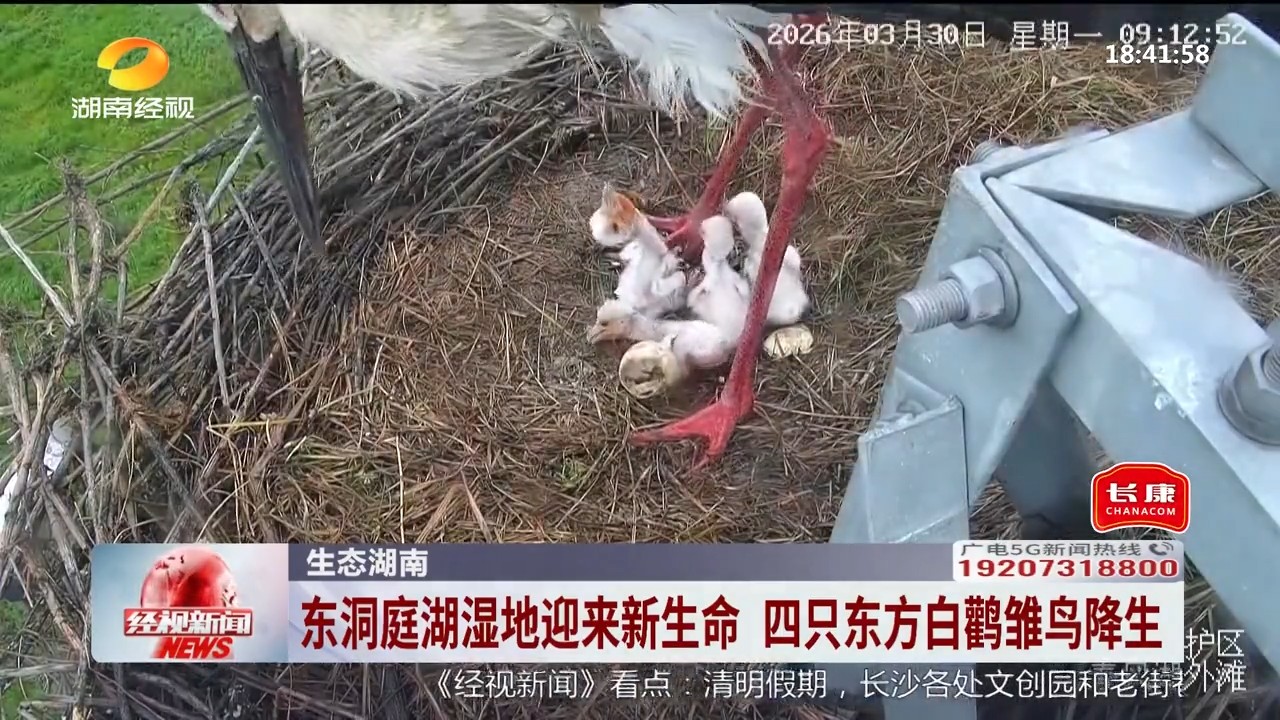 湖南经视【经视新闻】生态湖南 东洞庭湖湿地迎来新生命 四只东方白鹳雏鸟降生