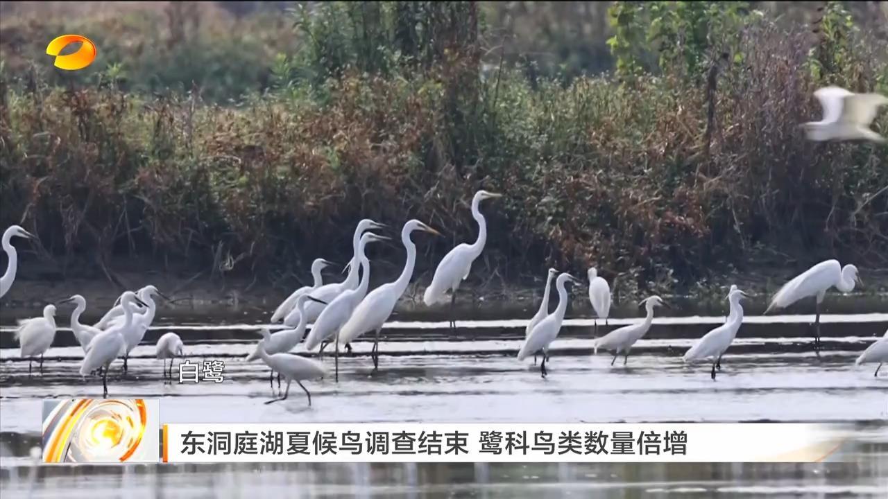 湖南卫视【午间新闻】东洞庭湖夏候鸟调查结束 鹭科鸟类数量倍增
