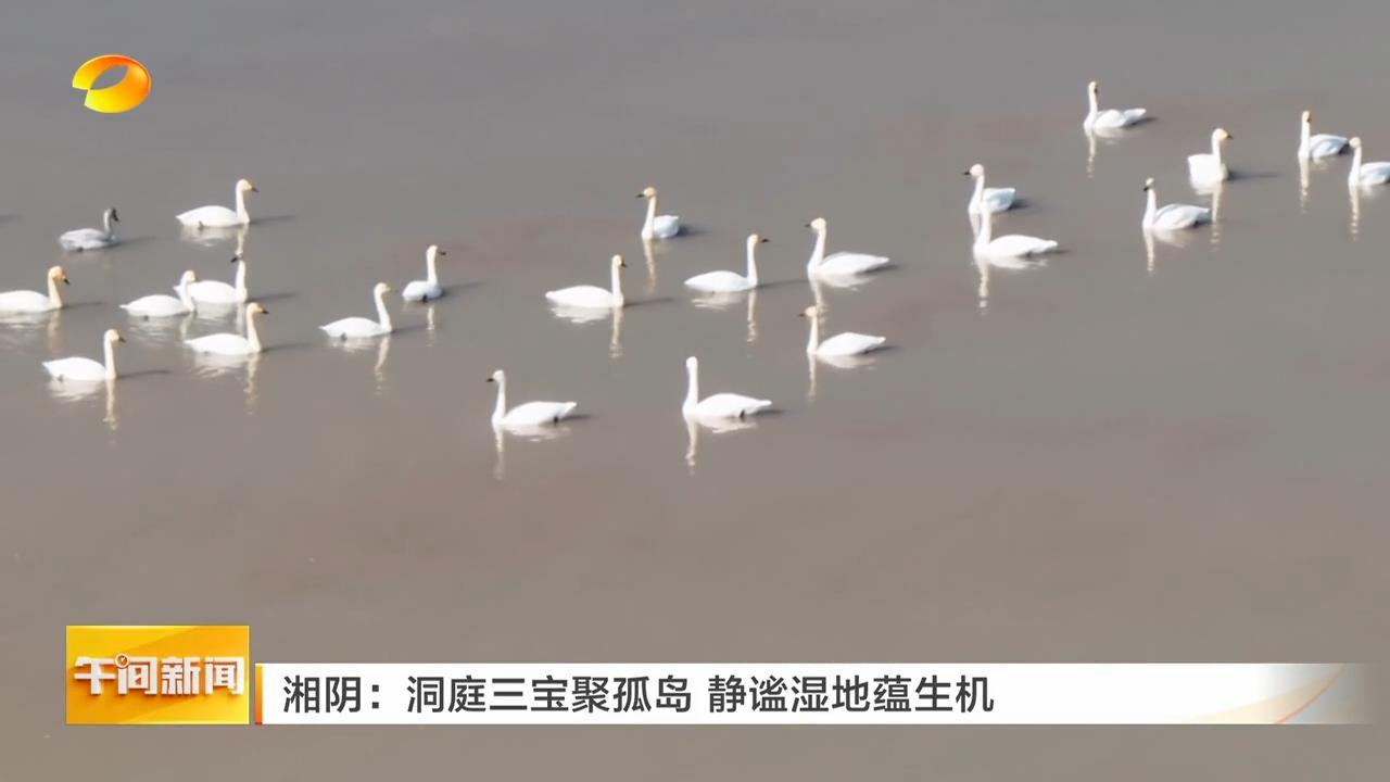 湖南卫视【午间新闻】湘阴:洞庭三宝聚孤岛 静谧湿地蕴生机