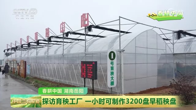 央视【中国三农报道】湖南岳阳：探访育秧工厂 一小时可制作3200盘早稻秧盘