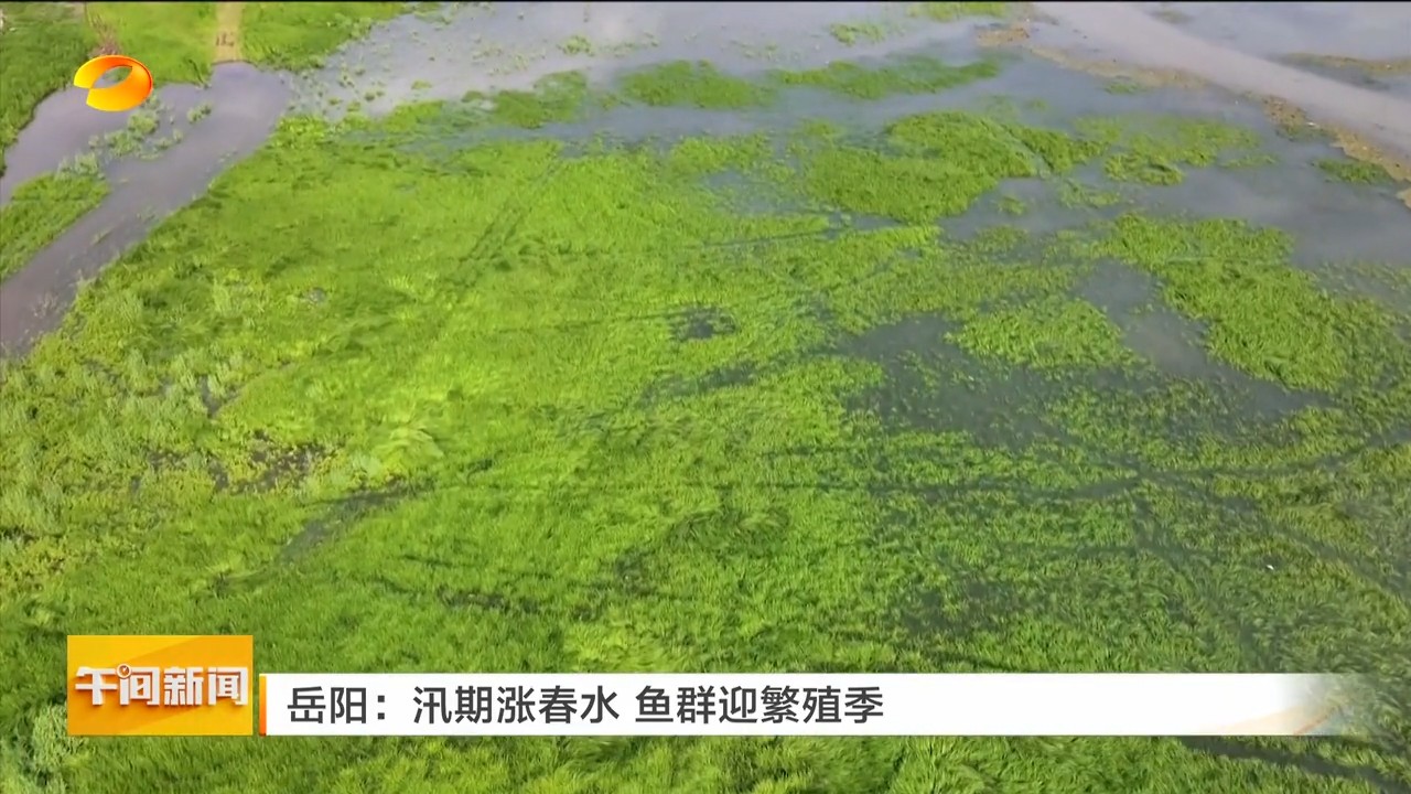 湖南卫视【午间新闻】岳阳:汛期涨春水 鱼群迎繁殖季