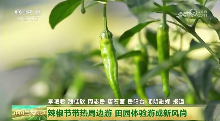 【央视·中国三农报道】岳阳湘阴：辣椒节带热周边游 田园体验游成新风尚