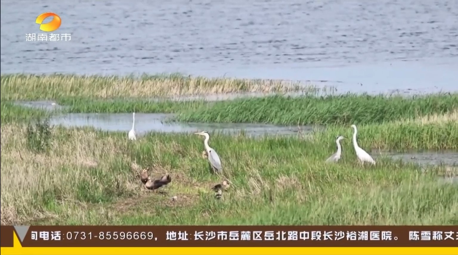 湖南都市【都市一时间】岳阳:冬夏候鸟同栖共处繁衍生息